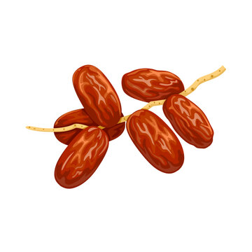 Vector illustration, dried date fruit, isolated on white background.