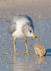 A ring-billed gull examines a sunray venus clam before attempting to break it open at Honeymoon Island State Park in Dunedin, Florida.