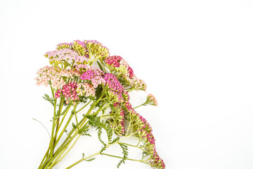 Bouquet of colorful yarrow on a white background. Space for text.