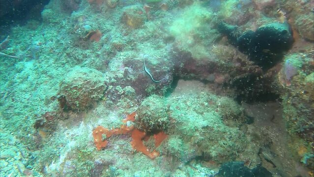 baby spotted drum fish