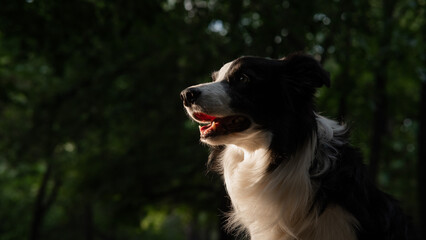 Portrait of a black and white border collie walking in the woods at sunset. 