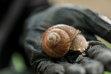 grape snail in black gloved hand. Slugs and snails. Pests and insects in the garden.