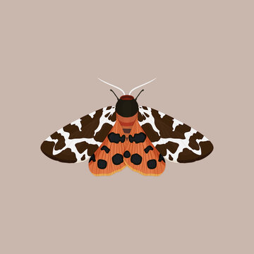 Ćma, nocny motyl - niedźwiedziówka kaja. Wektorowa ilustracja owada na jasnym tle.