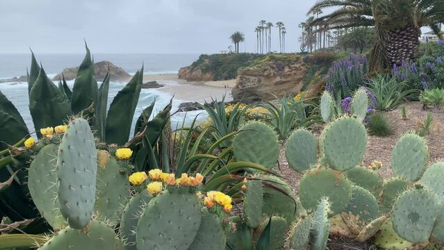The California Coast has a variety of ornamental and wild plants in bloom all year round.