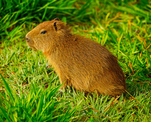 A close-up on a beautiful, young & small Cabypara (Hydrochoerus hydrochaeris), grazing by the lakeshore on a clear morning of a winter day