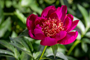 Pink peony flower