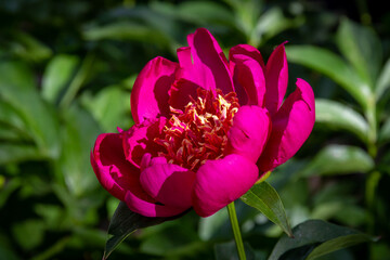 Peony bloom