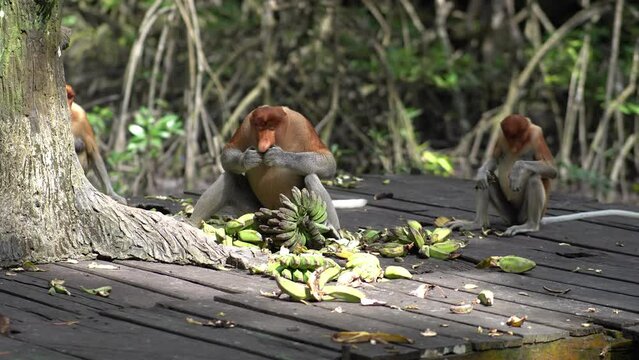 proboscis monkey