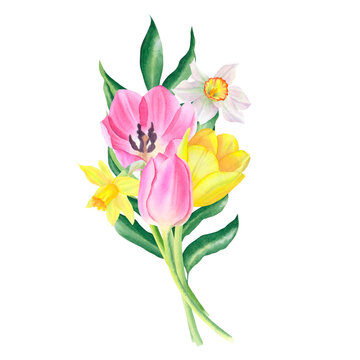 Flower bouquet of leaf, tulips and daffodils isolated on transparent background. Hand drawn watercolor. Design element. For cards, wedding invitations, mother's day, birthday, valentine's day, March 8