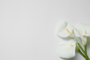 Fototapeta na wymiar Beautiful calla lilies on white background, flat lay with space for text. Funeral symbol