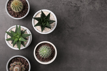 Obraz na płótnie Canvas Many different succulent plants in pots on grey table, flat lay. Space for text