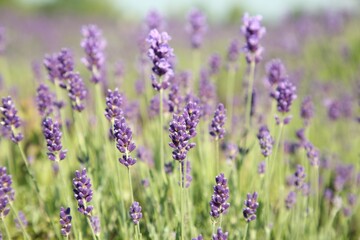 Beautiful blooming lavender growing in field, closeup. Space for text
