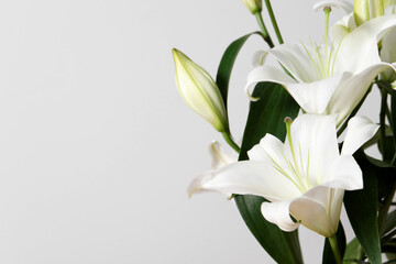 Beautiful lily flowers on white background, closeup. Space for text