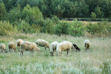 Obraz na płótnie Canvas Many beautiful sheep grazing on pasture. Farm animal