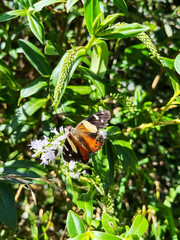Native New Zealand Yellow Admiral butterfly