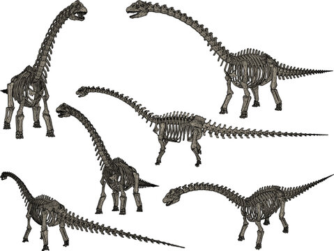 Vector sketch illustration of the skeletal structure of a prehistoric brontosaurus dinosaur fossil