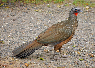 A majestic Dusky-legged Guan (Penelope obscura) close-up, after crossing a road by the mountain, on a cloudy morning of a winter day