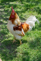 ニワトリ　雄鶏