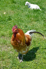 Fototapeta premium ニワトリ 雄鶏