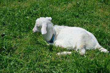 Fototapeta premium 子山羊