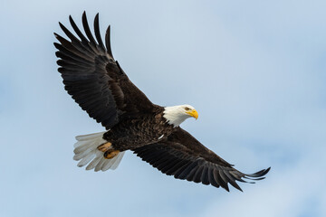 Mature Bald Eagle flying with wings out stretched. 