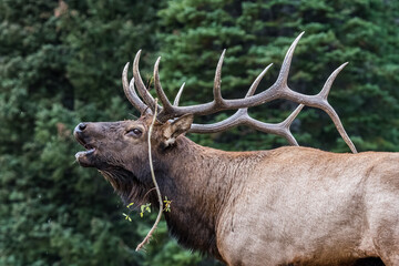 Closeup of a large bull Elk bugling during fall rut. 