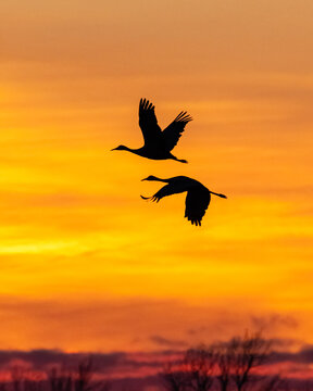 Two silhouetted  Sandhill cranes flying against a Nebraska sunset. 