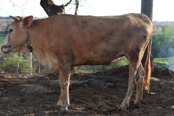 cows take shelter under a tree