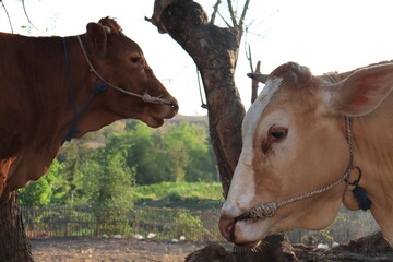 Cows take shelter under a tree in a village in Indonesia