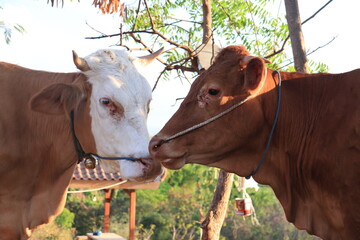 Cows take shelter under a tree in a village in Indonesia