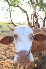 Cows take shelter under a tree in a village in Indonesia