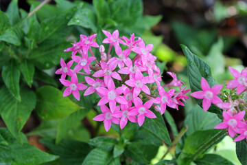Pink pentas flowers on a plant in a garden