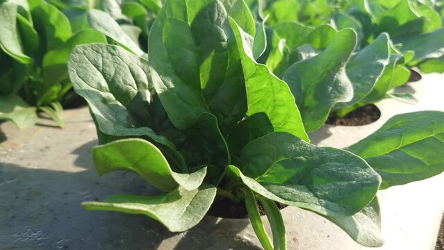 ほうれん草のマルチ栽培の記録。埼玉県入間郡三芳町藤久保での生産事例
