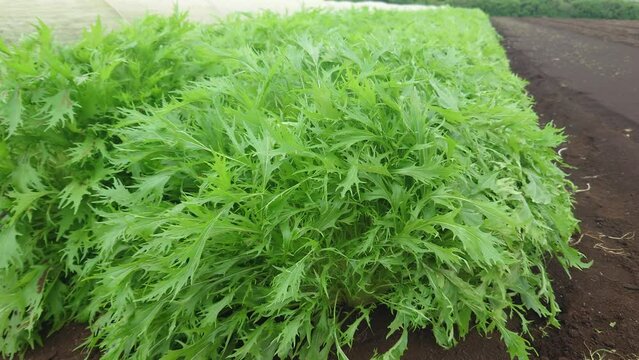 サラダに日常的に使用される「水菜」の動画。畑で成長記録