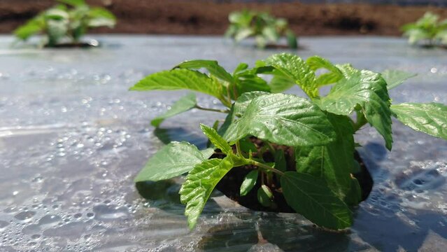 夏野菜の王様、モロヘイヤの成長記録、マルチ栽培