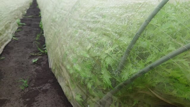 サラダに日常的に使用される「水菜」の動画。畑で成長記録