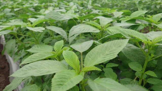 夏野菜の王様、モロヘイヤの成長記録、マルチ栽培