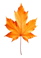 autumn leaf, orange tree leaf, element for graphic composition, transparent background