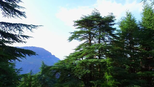 Mountain of Babur Atlas Cedar Forest (Cedrus Atlantica) - Setif Algeria
