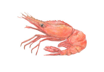 トヤマエビ（髭カット）　水彩色鉛筆イラスト
