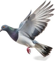 Naklejka premium pigeons are flying high resolution