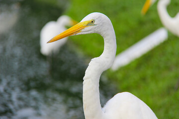 Great egret by the lake with blurred background