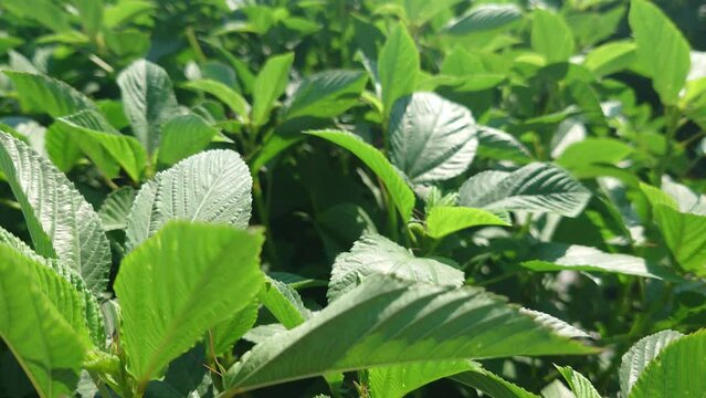 夏野菜の王様、モロヘイヤの成長記録、マルチ栽培