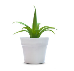 aloe vera plant in a pot with transparent background PNG