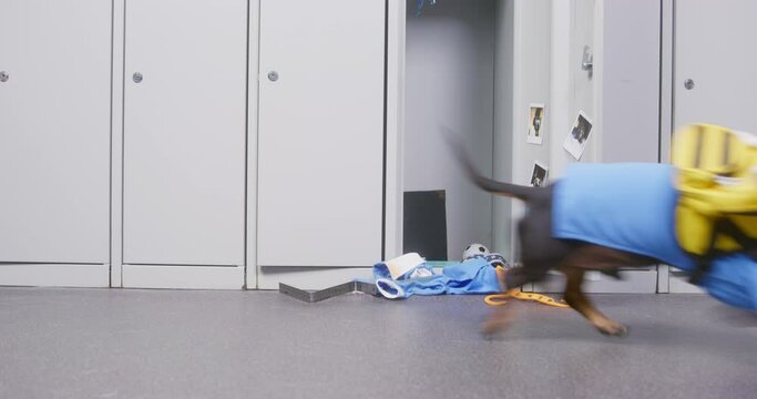 Dog in blue school uniform with backpack runs along foyer past metal lockers, stops at an open forced door with personal clothes scattered, sniffs curiously. Schoolboy bullying, invasion of privacy