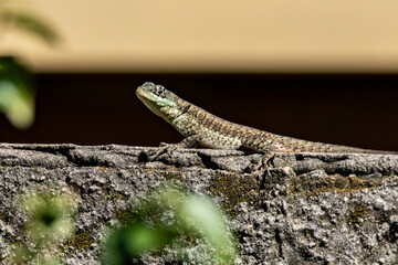 A Lizard typical of the Brazilian Biome Cerrado also know as Calango or Largatixa. Species Tropiduros oreadicus. Animal world. Nature.