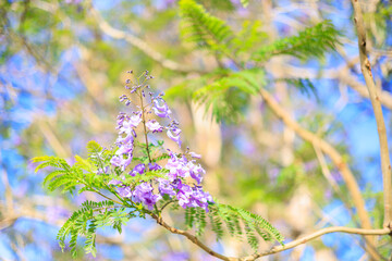 咲き始めたジャカランダの花々
