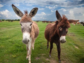 Fototapeten Esel Selective blur on a mule an a donkey looking skeptical and determined at a camera with a cloudy grey sky in Zasavica, Serbia. A mule is a hybrid of a donkey and a horse.  © Jerome