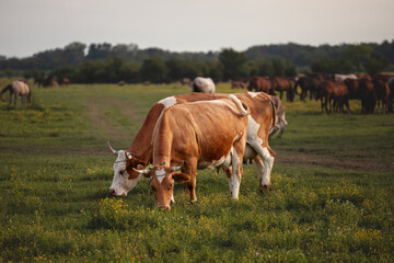 Selective blur on a herd of Holstein frisian cows with its typical brown and white fur, grazing and eating grass in a Serbian pasture. Holstein is a cow breed, known for its dairy milk production.