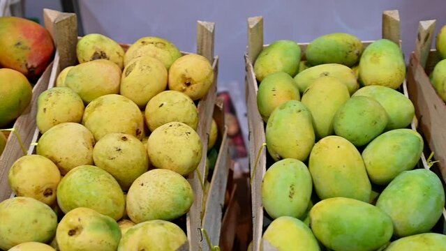 Varieties of Fresh Emirati Mangos are displayed during the food Festival in the United Arab Emirates.